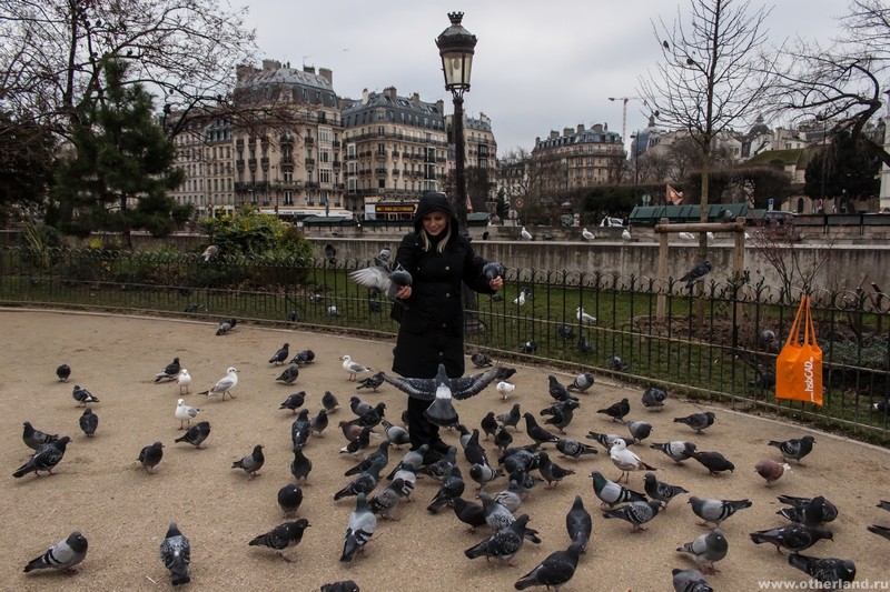 Парижские птицы